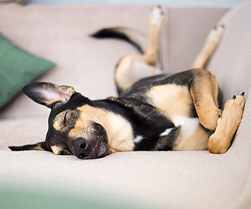 Dans quelle position votre chien préfère-t-il dormir ?