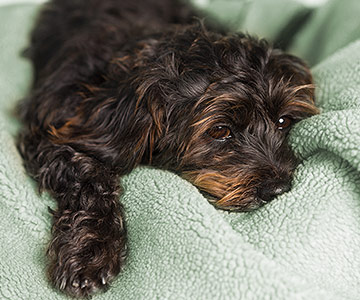 Chien indolent, abattu et éventuellement surmené ou malade