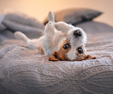 De quoi votre chien a-t-il besoin pour bien dormir ? 