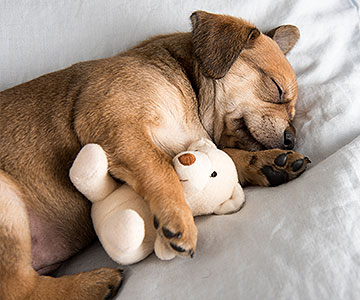 In welcher Position schläft Ihr Hund am liebsten?