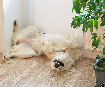 In welcher Position schläft Ihr Hund am liebsten?