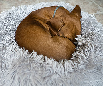 Dans quelle position votre chien préfère-t-il dormir ?