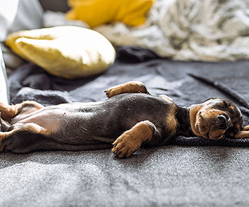 Dans quelle position votre chien préfère-t-il dormir ?