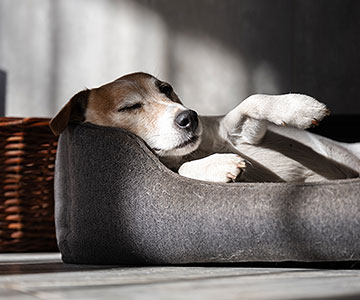 In welcher Position schläft Ihr Hund am liebsten?