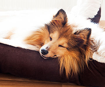 Slaapbehoefte voor honden