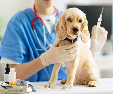 Faire vacciner les chiots à temps