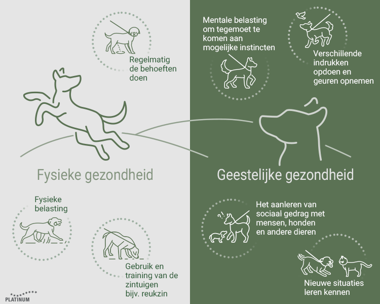 Redenen waarom u regelmatig met uw hond moet wandelen