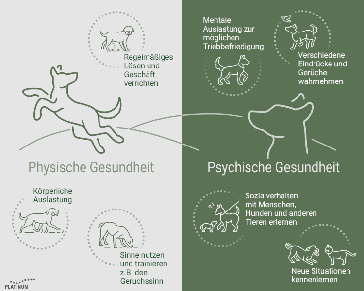 Gründe, weswegen man regelmäßig mit dem Hund Gassi gehen sollte