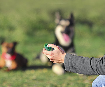 Clickertraining is de moeite waard voor het trainen van een hond