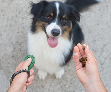 Hund beim Clickertraining mit Leckerlis belohnen