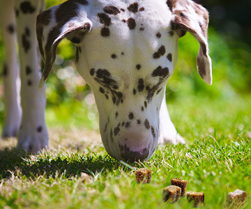 Hund erschnüffelt Fährte durch Leckerlis