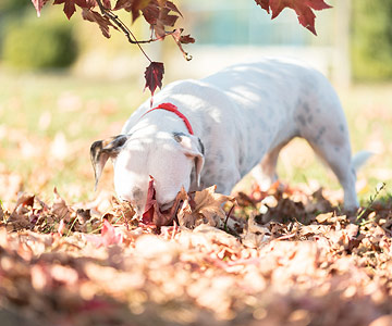 Hund bei der Fährtensuche