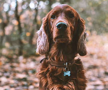 Die genauen Informationen zur Hundesteuer obliegen der zuständigen Gemeinde.