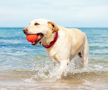 spelen in het water