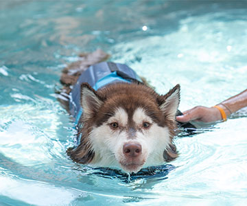 Schwimmen üben mit Hunden