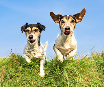 Le mythe sur le contact régulier avec d'autres chiens