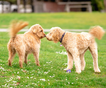 Schwanzwedeln als Signal der Körpersprache beim Hund