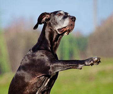 L’idée fausse selon laquelle un chien âgé n'apprend plus de tours ni d'ordres