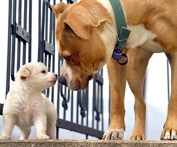 Le mythe sur la protection des chiots