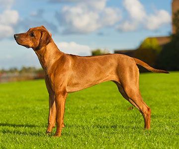 Chien avec une posture confiante et concentrée