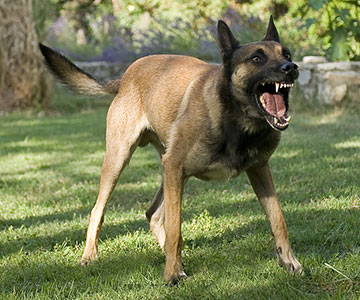 Hund mit einer dominanten, drohenden Körperhaltung