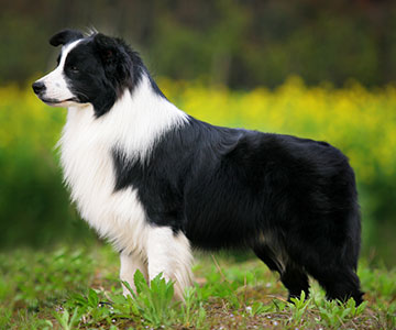 Chien à la posture détendue