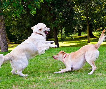 Spielerische Begegnung oder offene Auseinandersetzung bei Hunden?