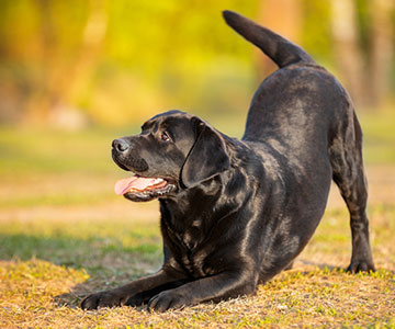 Hund, der zum Spielen auffordert