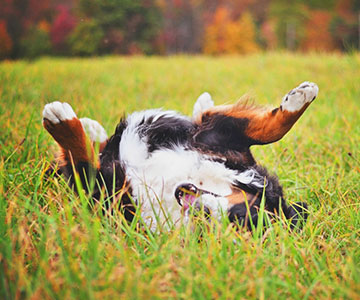 Chien se roulant sur le dos dans l'herbe