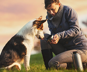 Check-list pour les vacances avec son chien