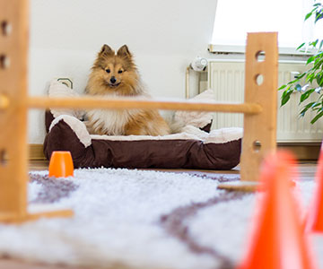 Hunde-Hindernislauf drinnen aufbauen