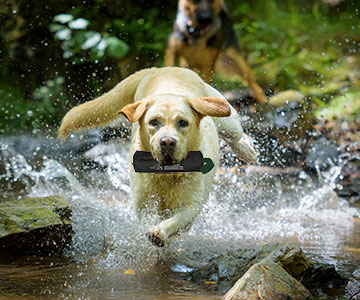 Rapporter à travers un ruisseau avec un sac à dummy et des friandises pour chiens