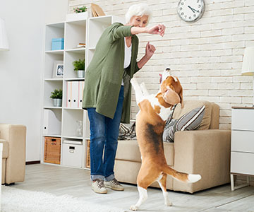 Enchaîner différents ordres pour le chien