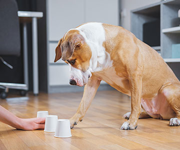 Le chien indique où se cache la friandise