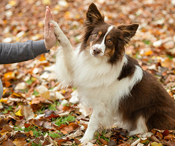 Hundetraining draußen