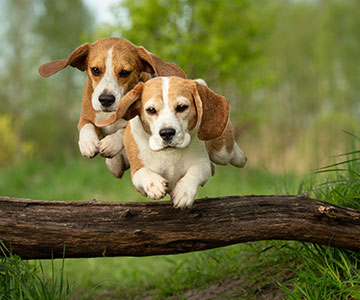 Hunde draußen trainieren und mit Hundeleckerlis belohnen