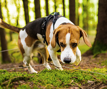 Laisser le chien chercher des friandises dans la forêt