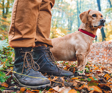 Randonnée en forêt avec un chien