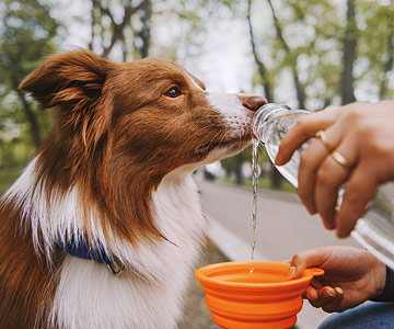 Offrez à votre chien de l'eau et éventuellement de la nourriture lors des pauses