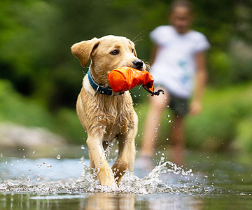 Apportiertraining mit speziellem Dummy und Leckerlis im Wasser