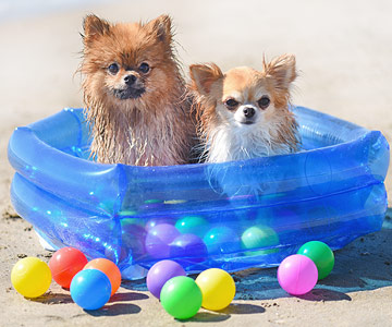 Let the dog search for toys in the ball pool