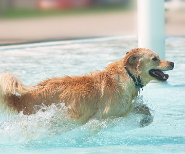 Pleasant cool-down for the dog in the water