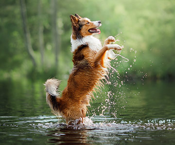 Practise commands in the water