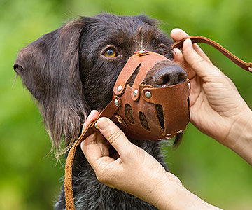 Muss ich meinem Hund einen Mauljorb anlegen?