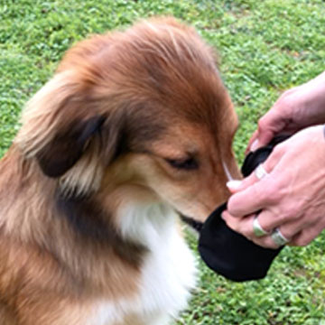 Erfolgreiches Apportieren mit Snacks für Hunde belohnen