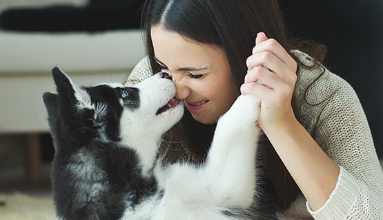 Témoignages d'autres propriétaires de chiens sur Platinum