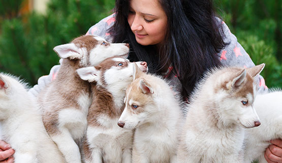 Erfahrungen von Züchtern zur Fütterung von Hundefutter aus Fleischsaftgarung an Welpen