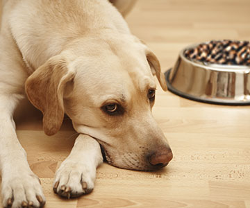 Hund lässt Napf stehen und frisst nicht