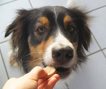 Chien avec biscuits pour chiens faits maison