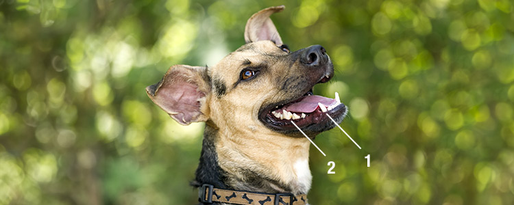 Hundefutter aus Frischfleisch ist nur durch den Fleischsaft frisch